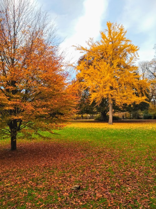 IMG_20191110_131708554~2